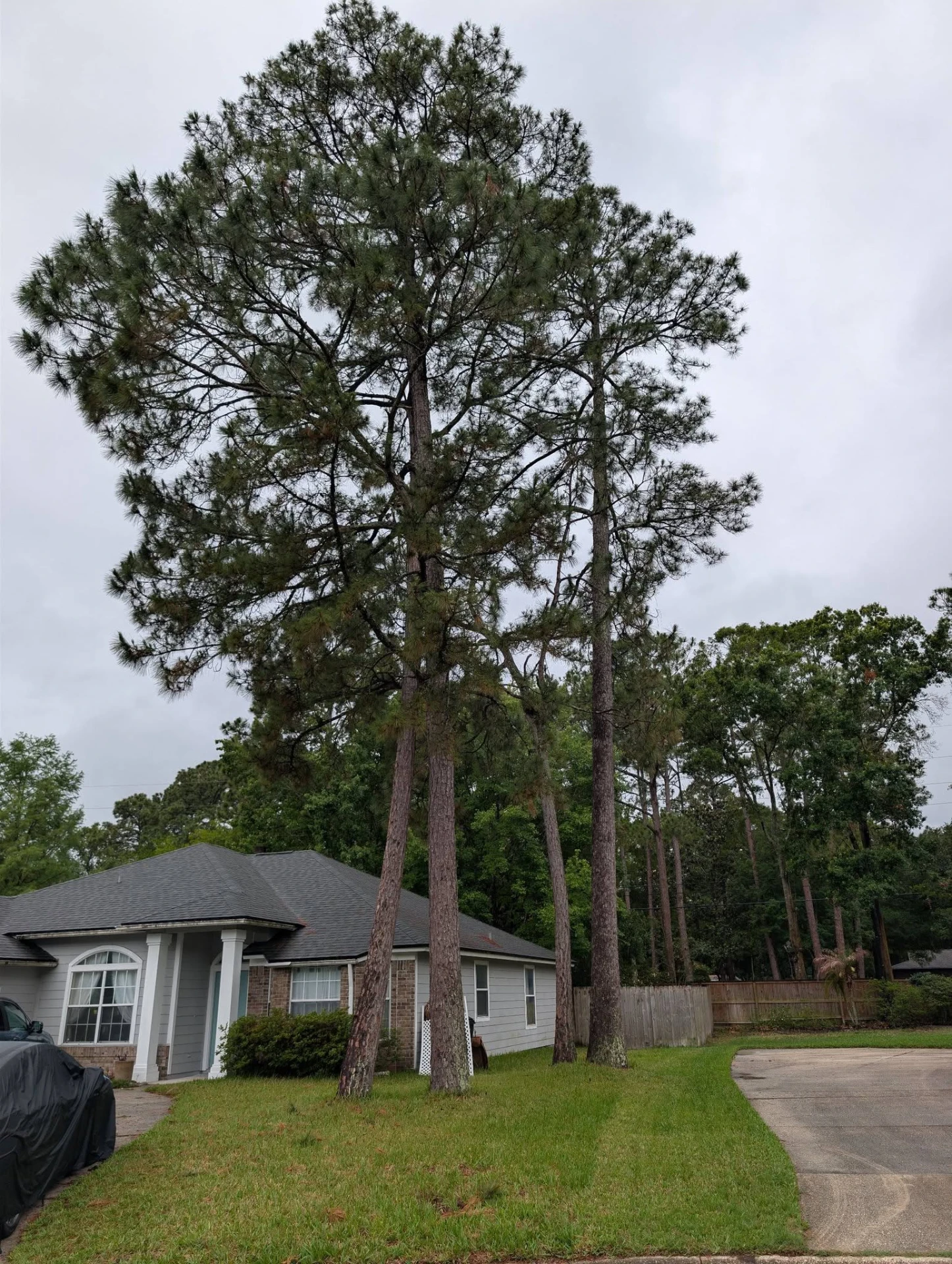 Tall pines crowding a driveway before removal