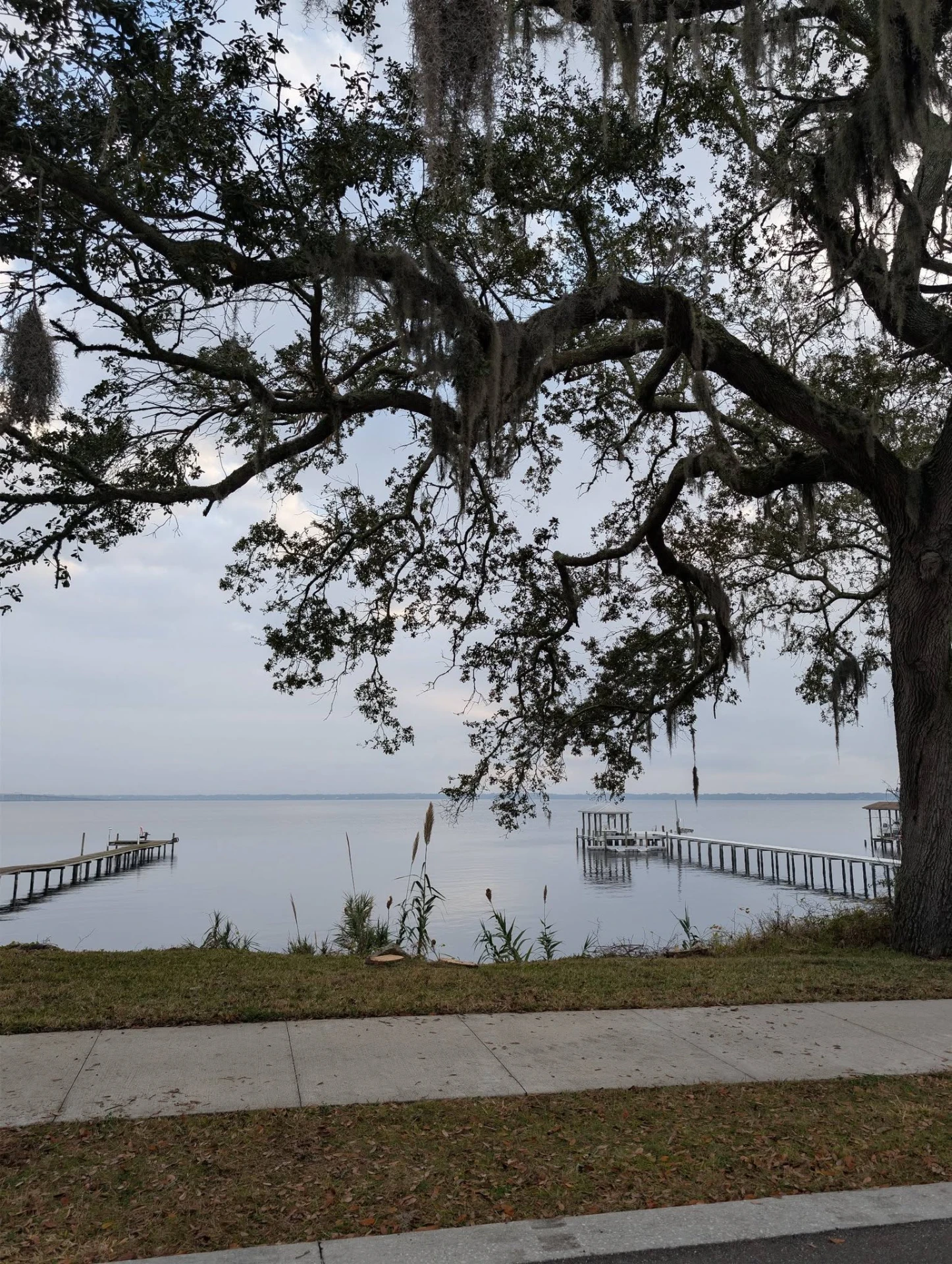 Broad oak canopy over a riverfront property on the St. Johns