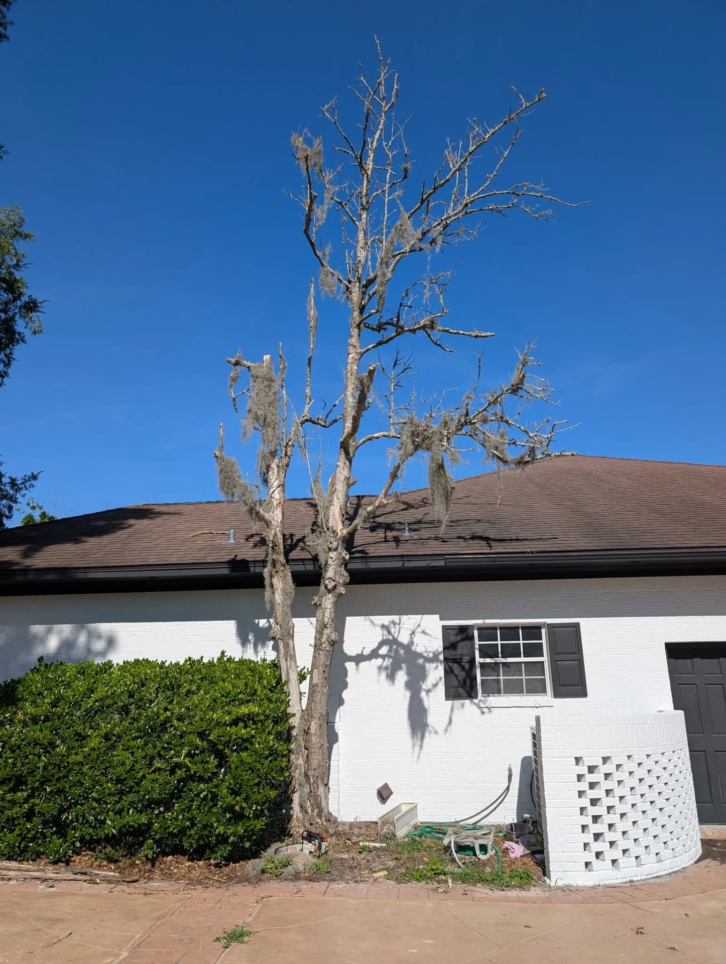 Bare dead tree covered in Spanish moss standing tight against the roof of a white brick house