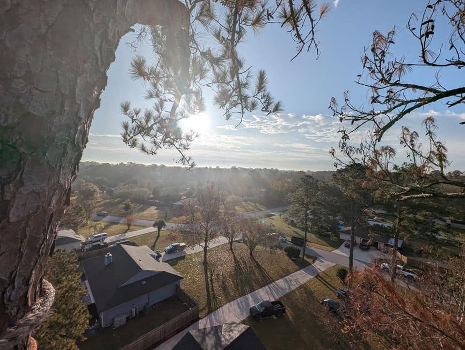 Sunrise view over the neighborhood from the top of a pine mid-removal