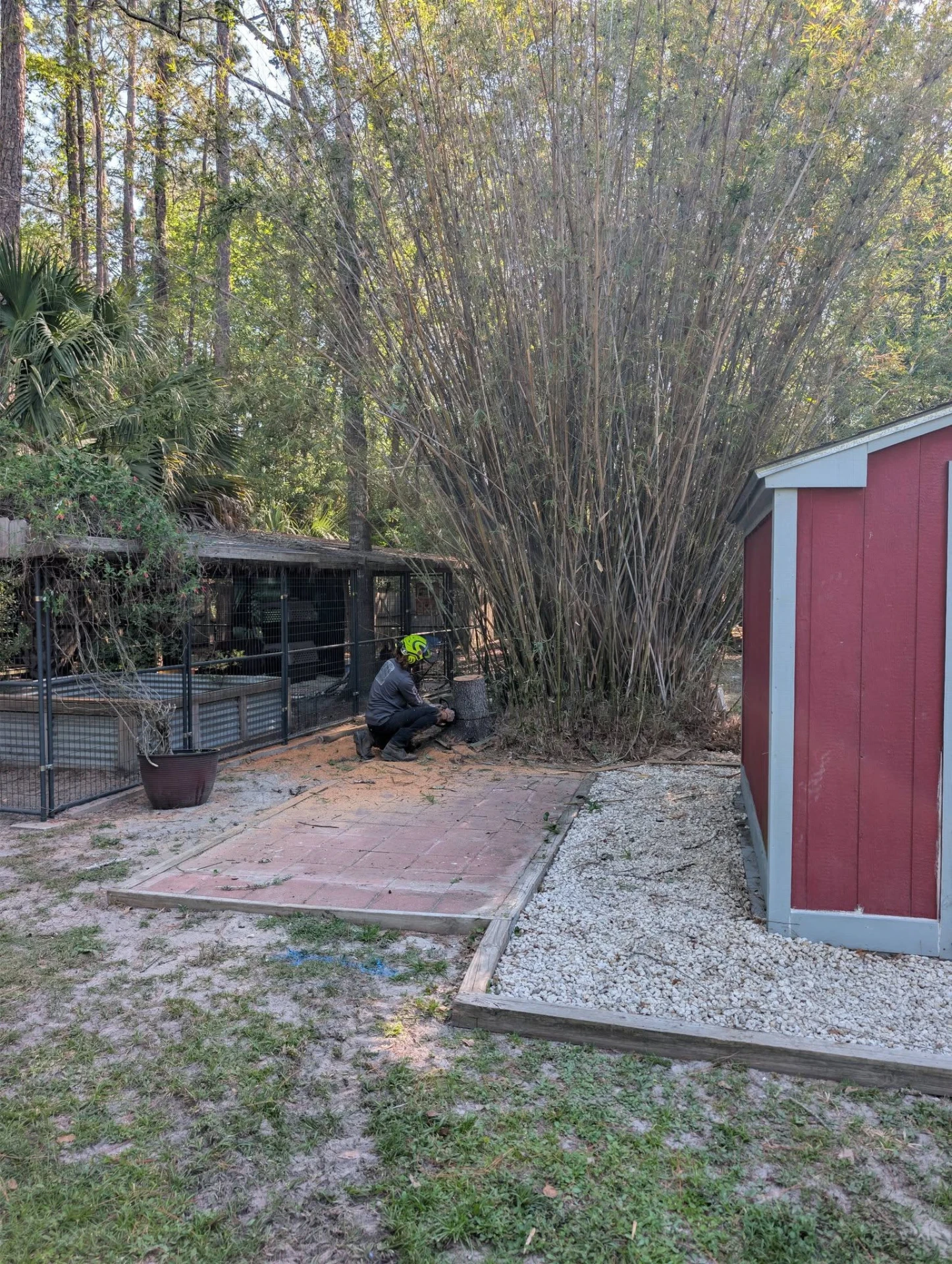 Crew member in a green helmet cutting back an overgrown bamboo stand behind a backyard shed