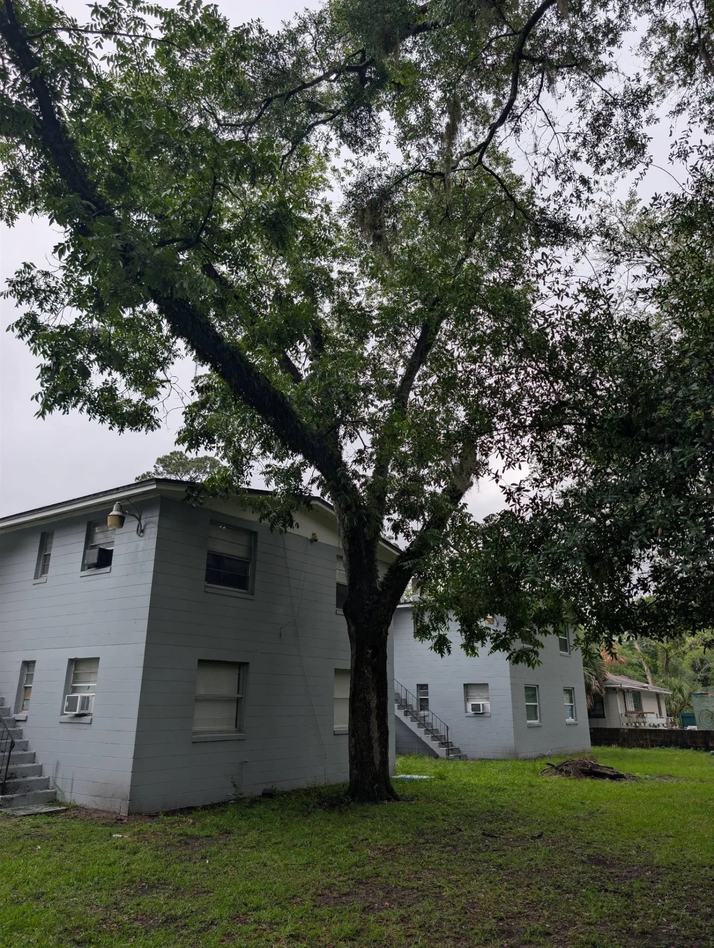 Mature hardwood tree growing directly against a two-story apartment building before removal
