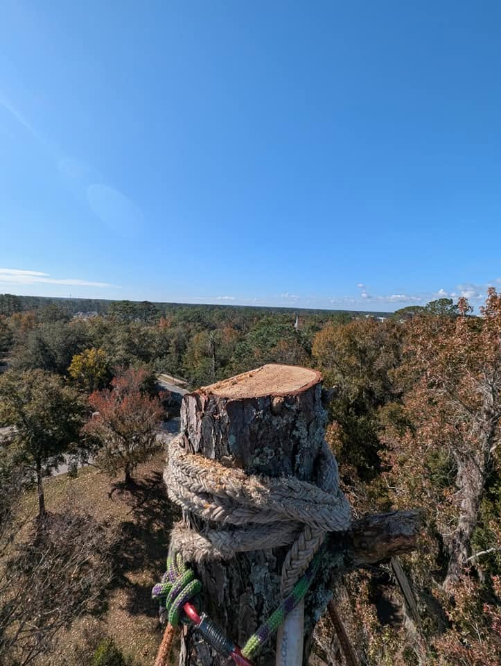Looking down from the top of a rigged pine spar wrapped in rope, with the neighborhood far below