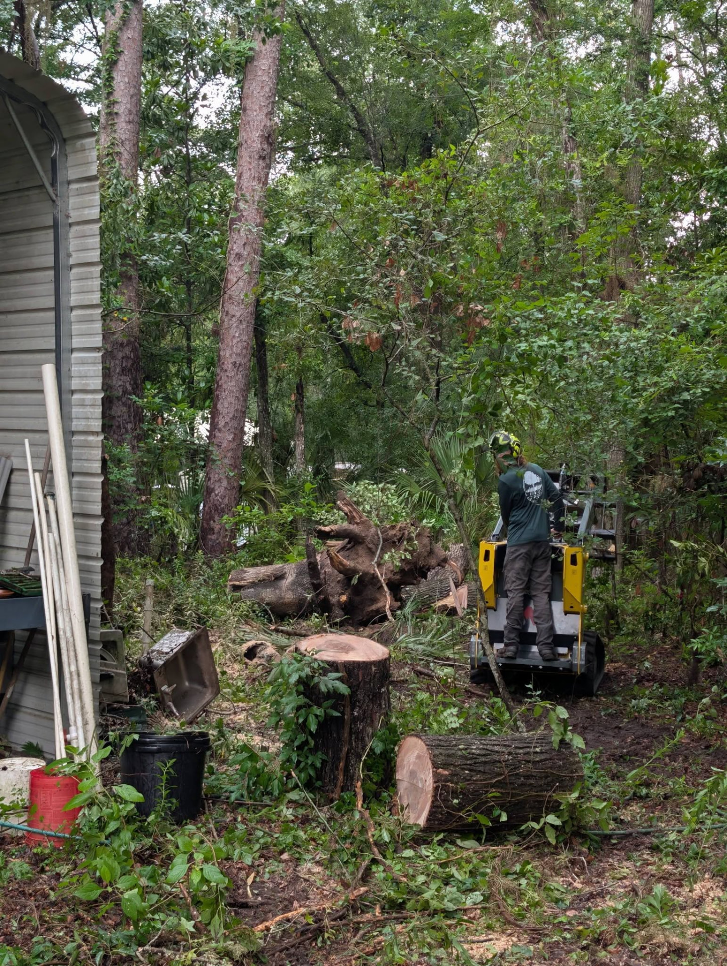 Crew member running a compact loader beside a freshly cut oak trunk