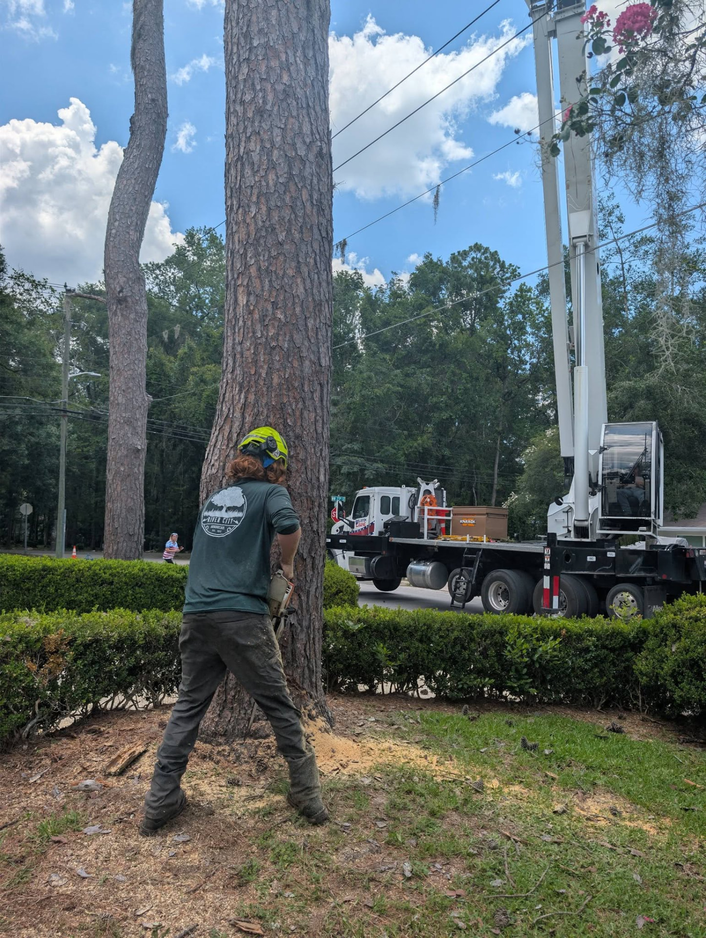 River City Arbor Care climber making a felling cut on a roadside pine