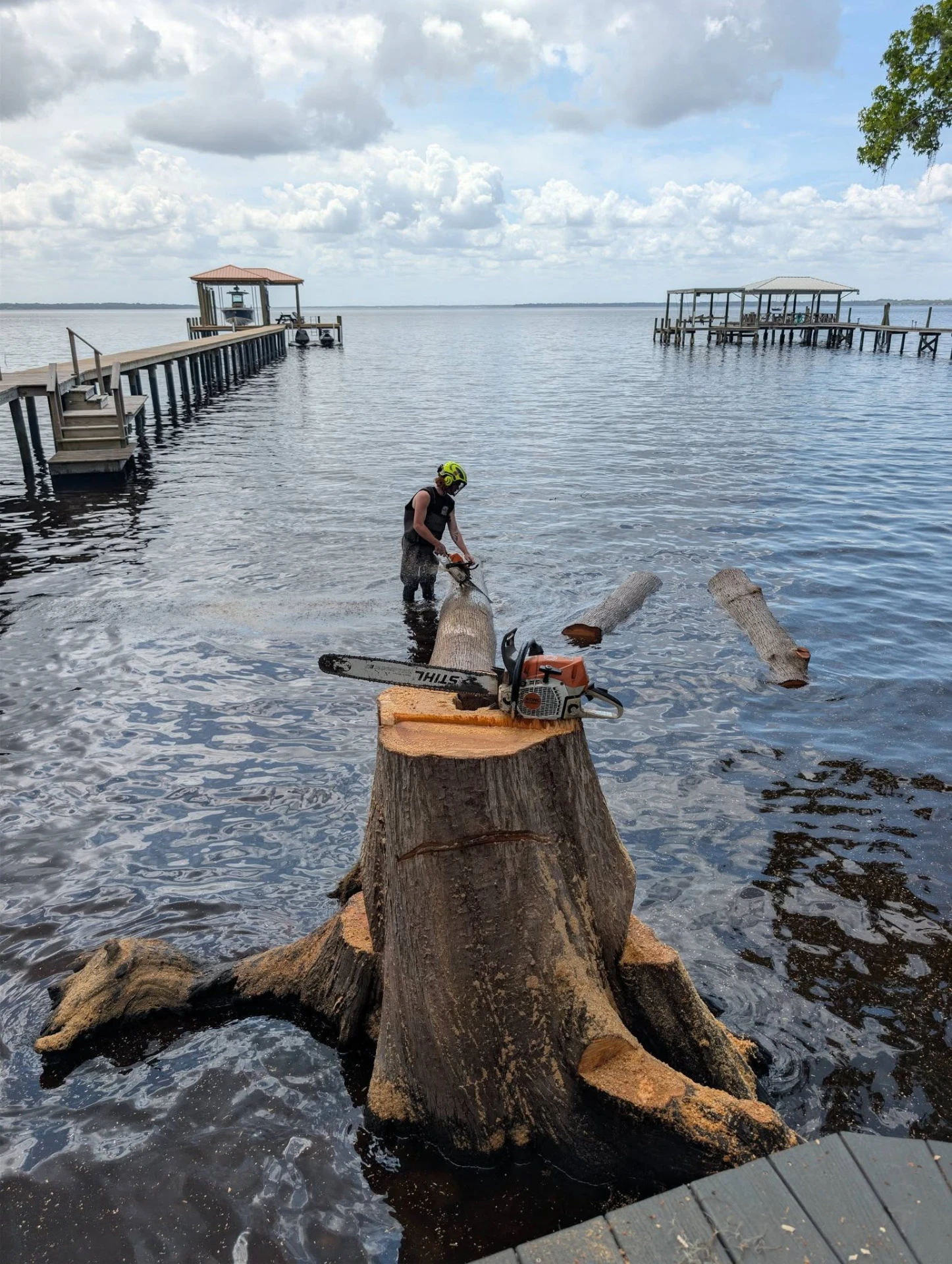 Arborist standing in the St. Johns River bucking a fallen trunk beside a freshly cut waterfront stump