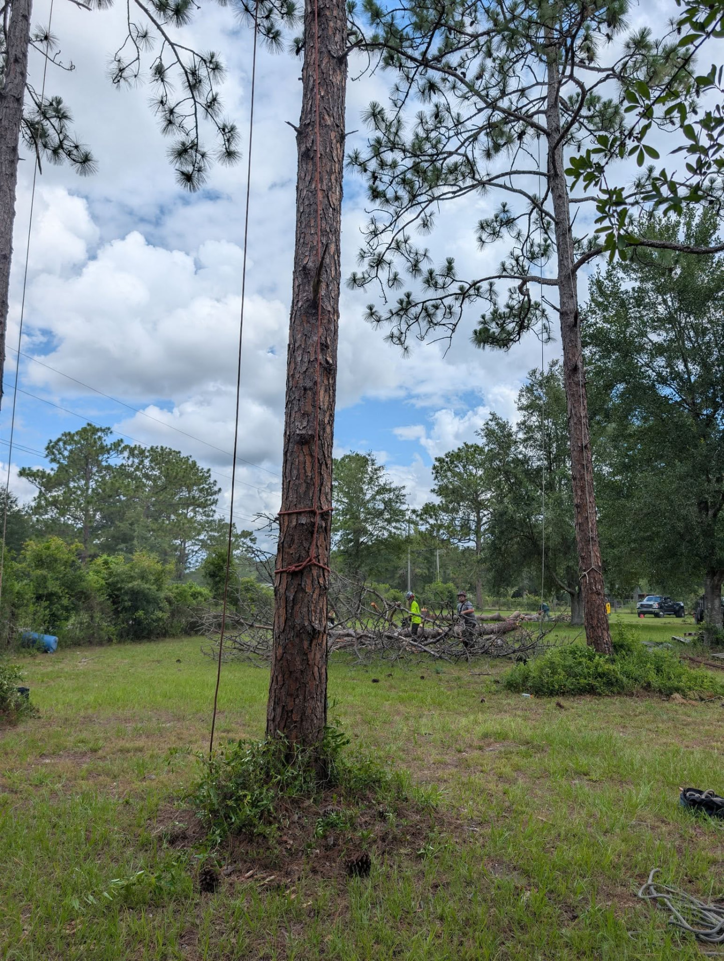 Climber rigging down a pine in sections