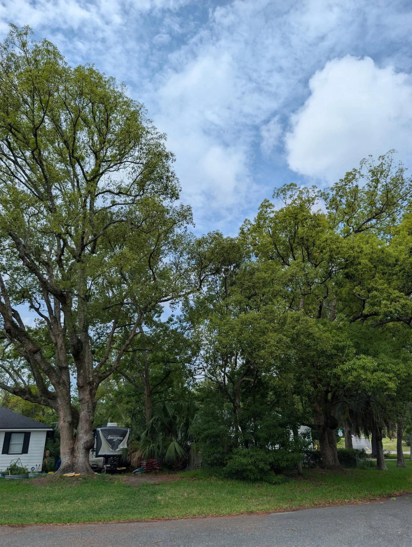 Row of mature street-side hardwoods thinned and cleaned up along a Middleburg front yard
