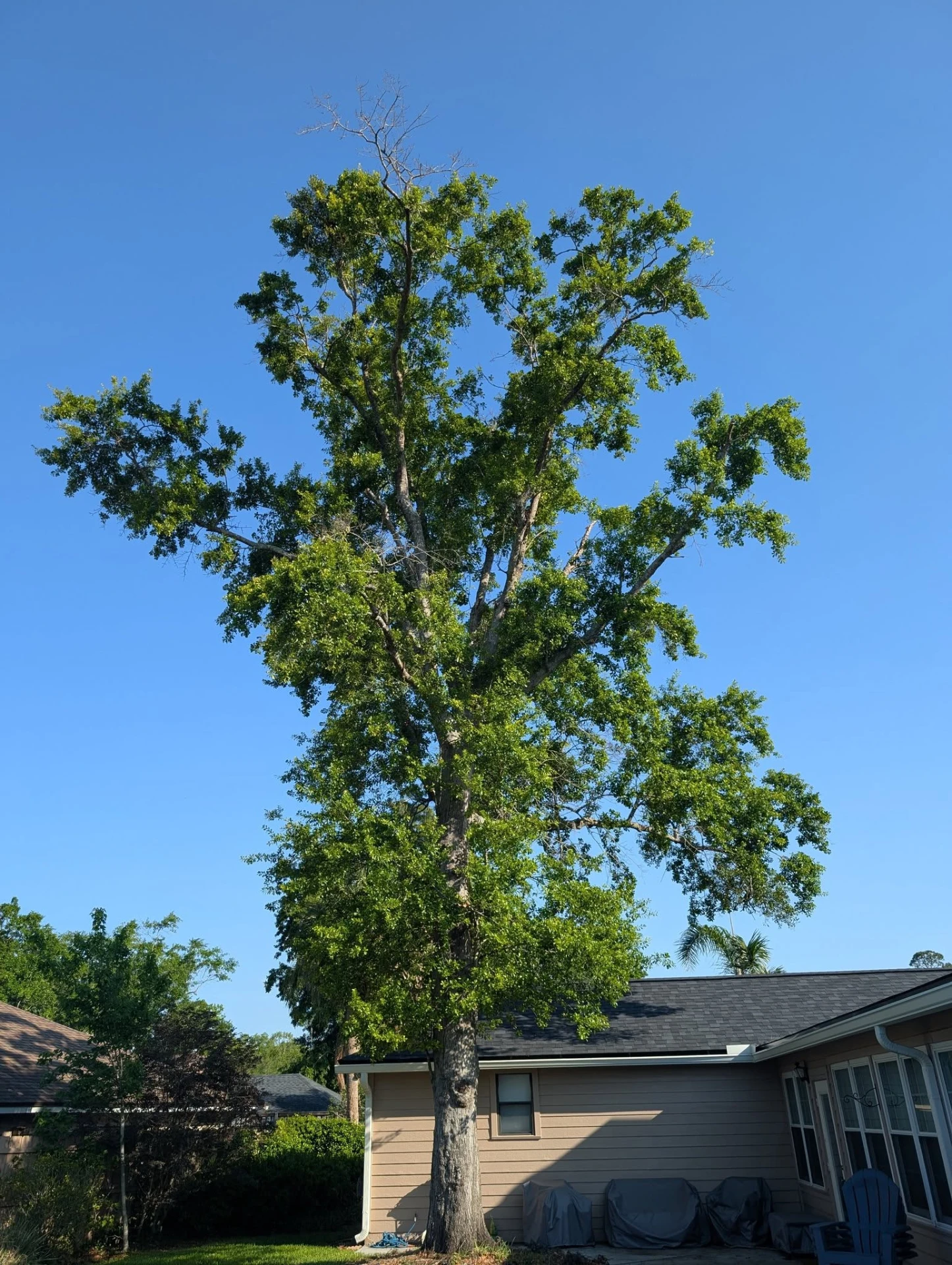 Tall hardwood with dead limbs in its crown leaning over the sunroom and patio of a tan house
