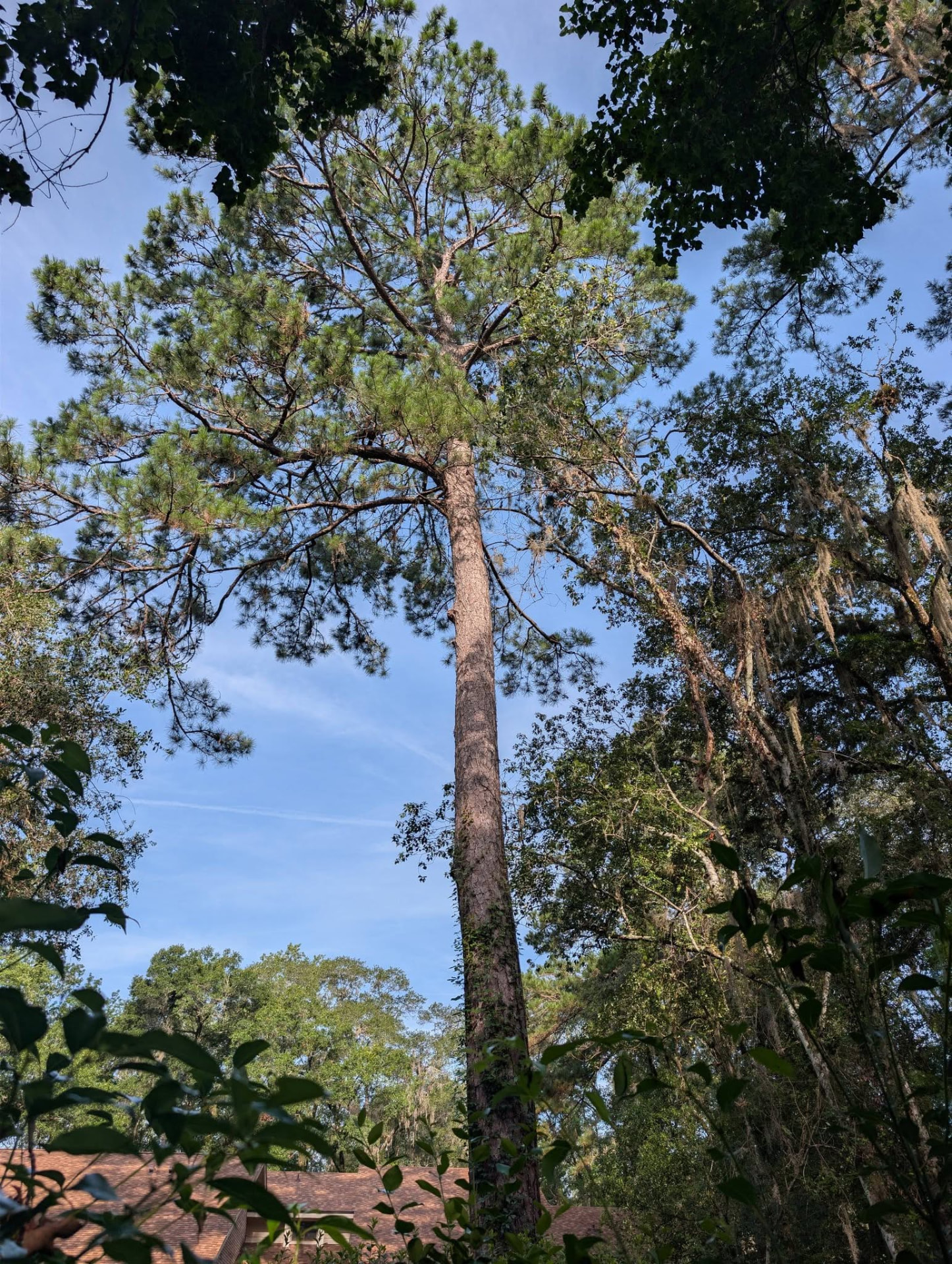 Tall pine tree leaning over the roof of a Middleburg home before removal