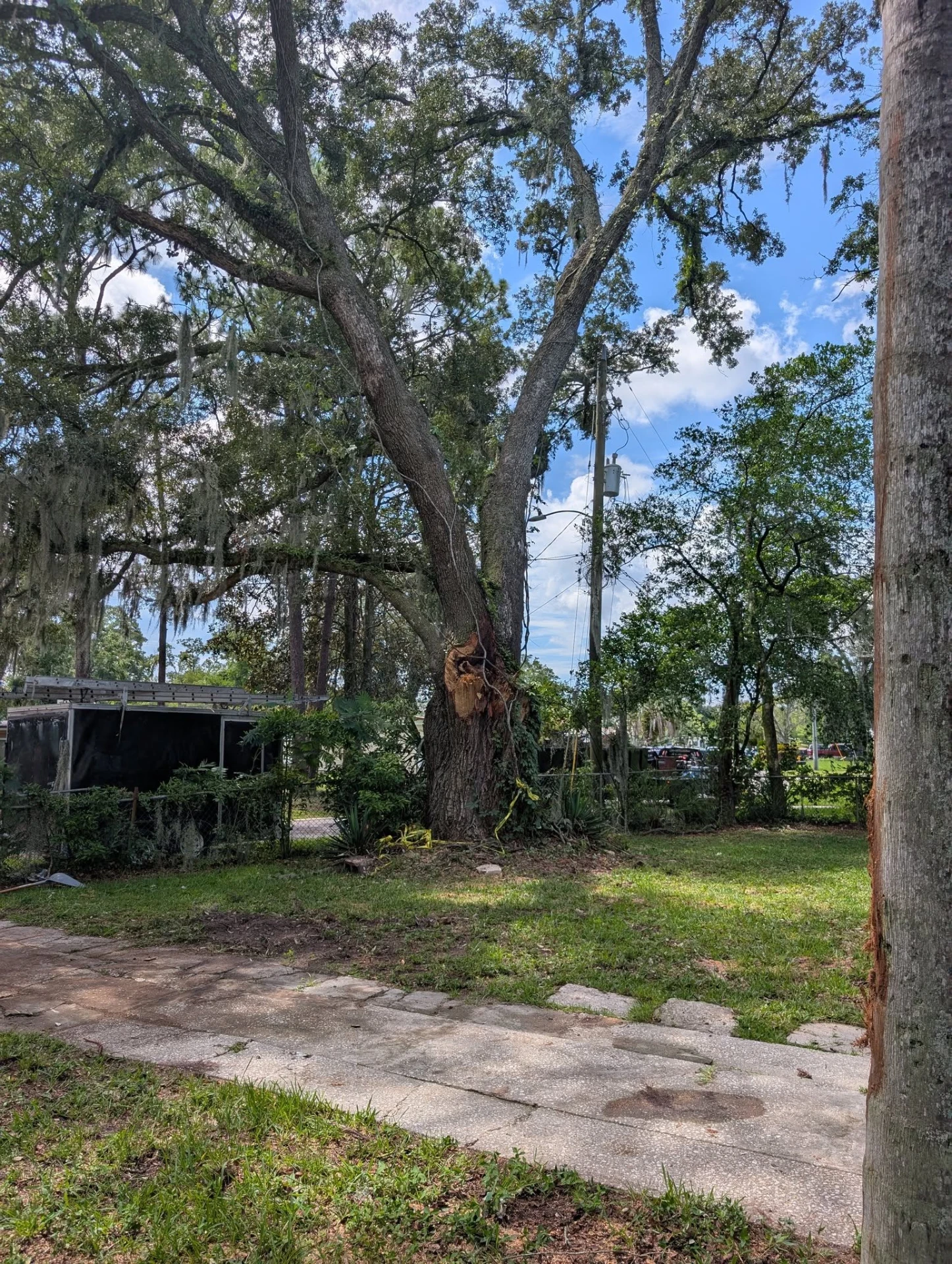 Storm-split oak trunk being cut up and cleared from a yard