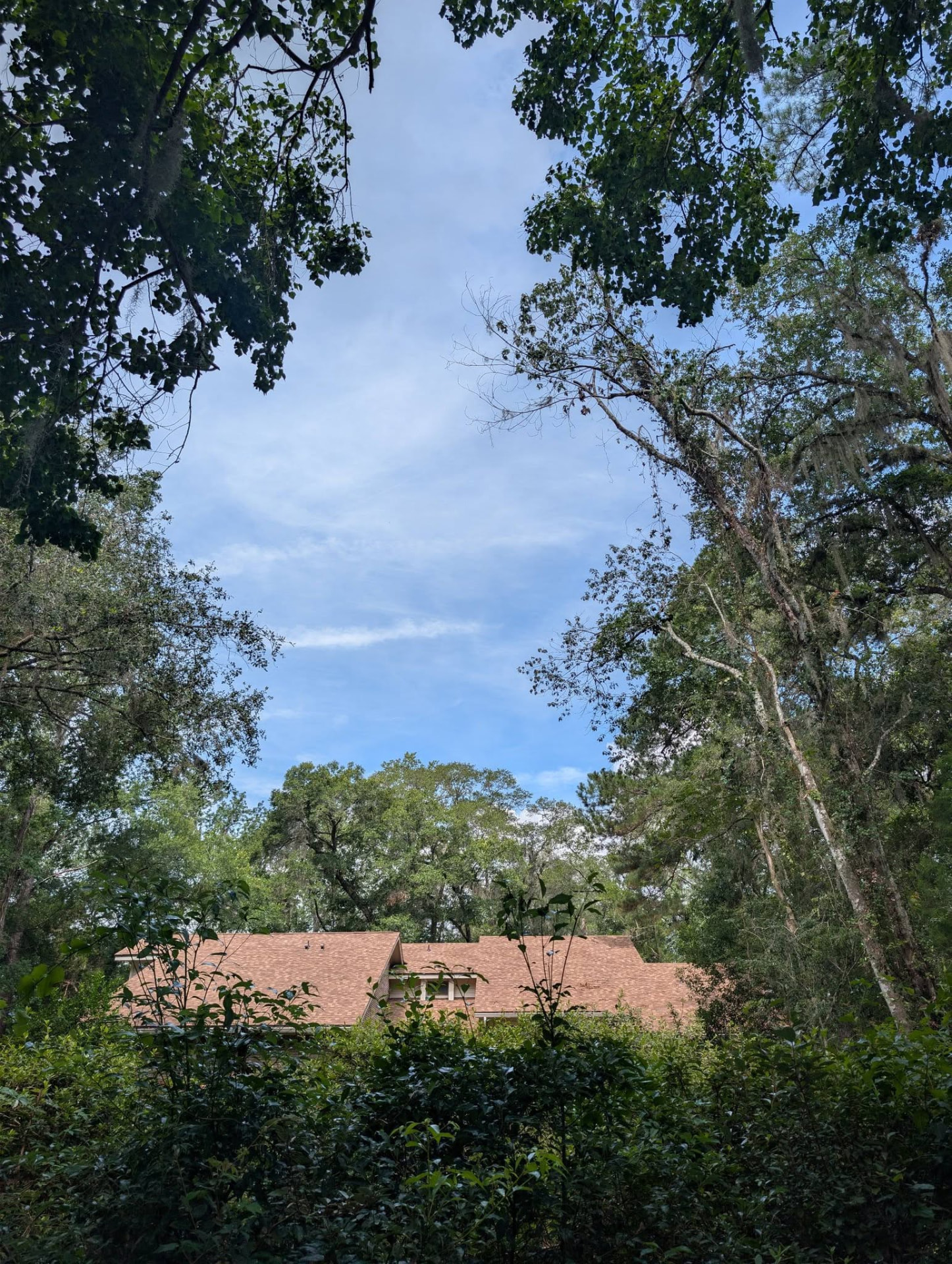 The same home after the pine was removed, with open sky above the roofline