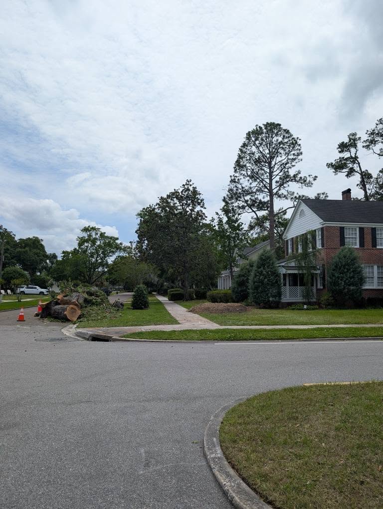 Clean, open yard after a large oak was removed and hauled away