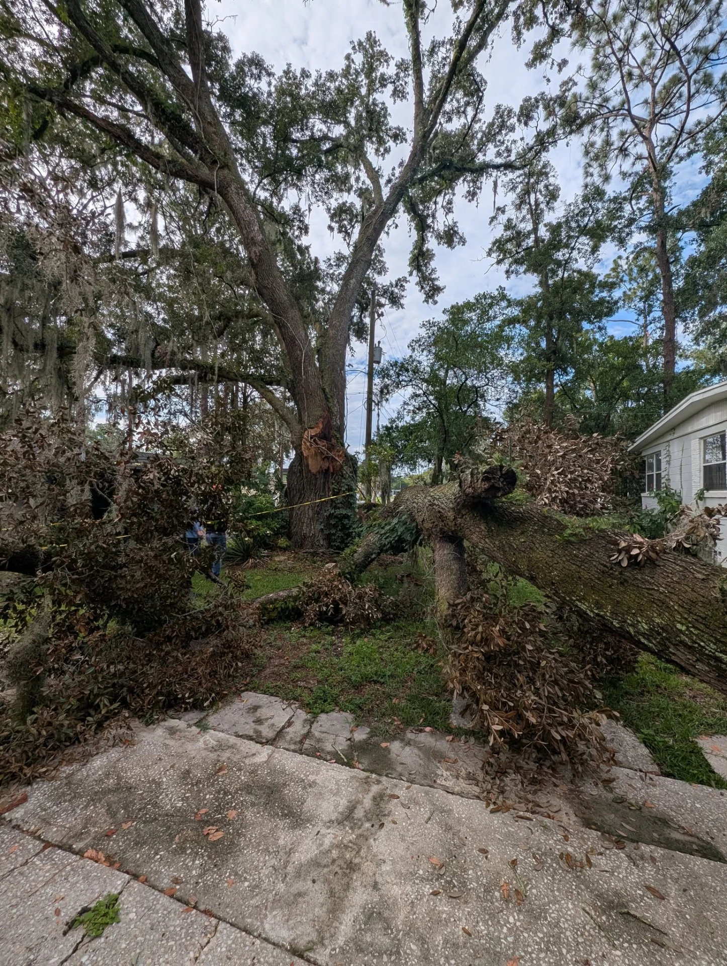 Fallen oak limbs scattered across a yard after a storm