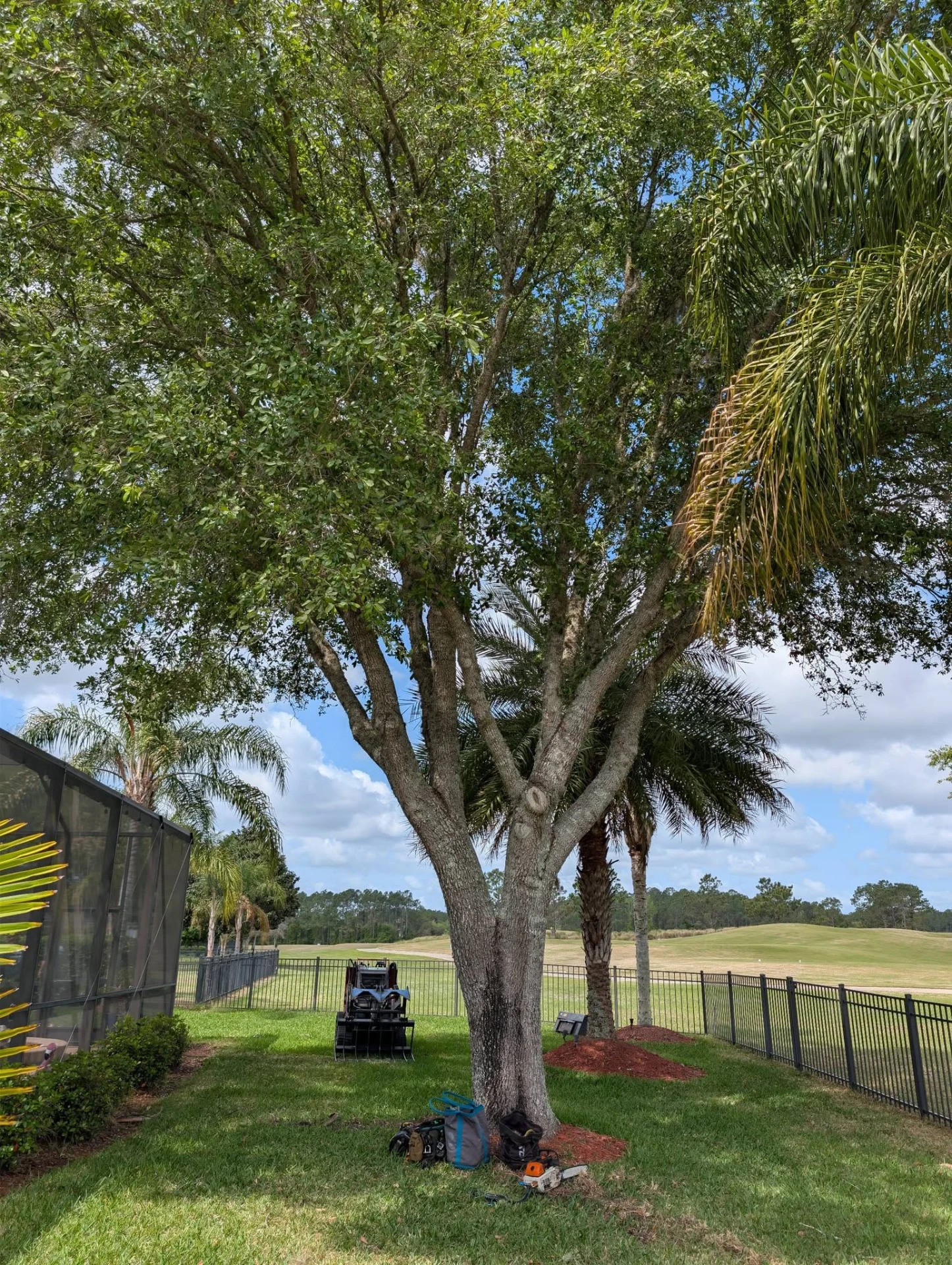Oak canopy trimmed and raised for clearance beside a backyard pool