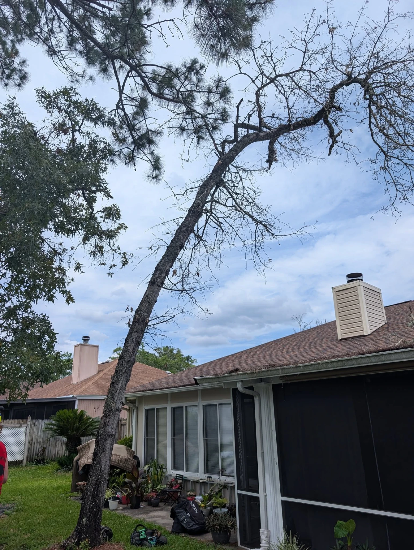 Dead pine leaning toward a home before removal