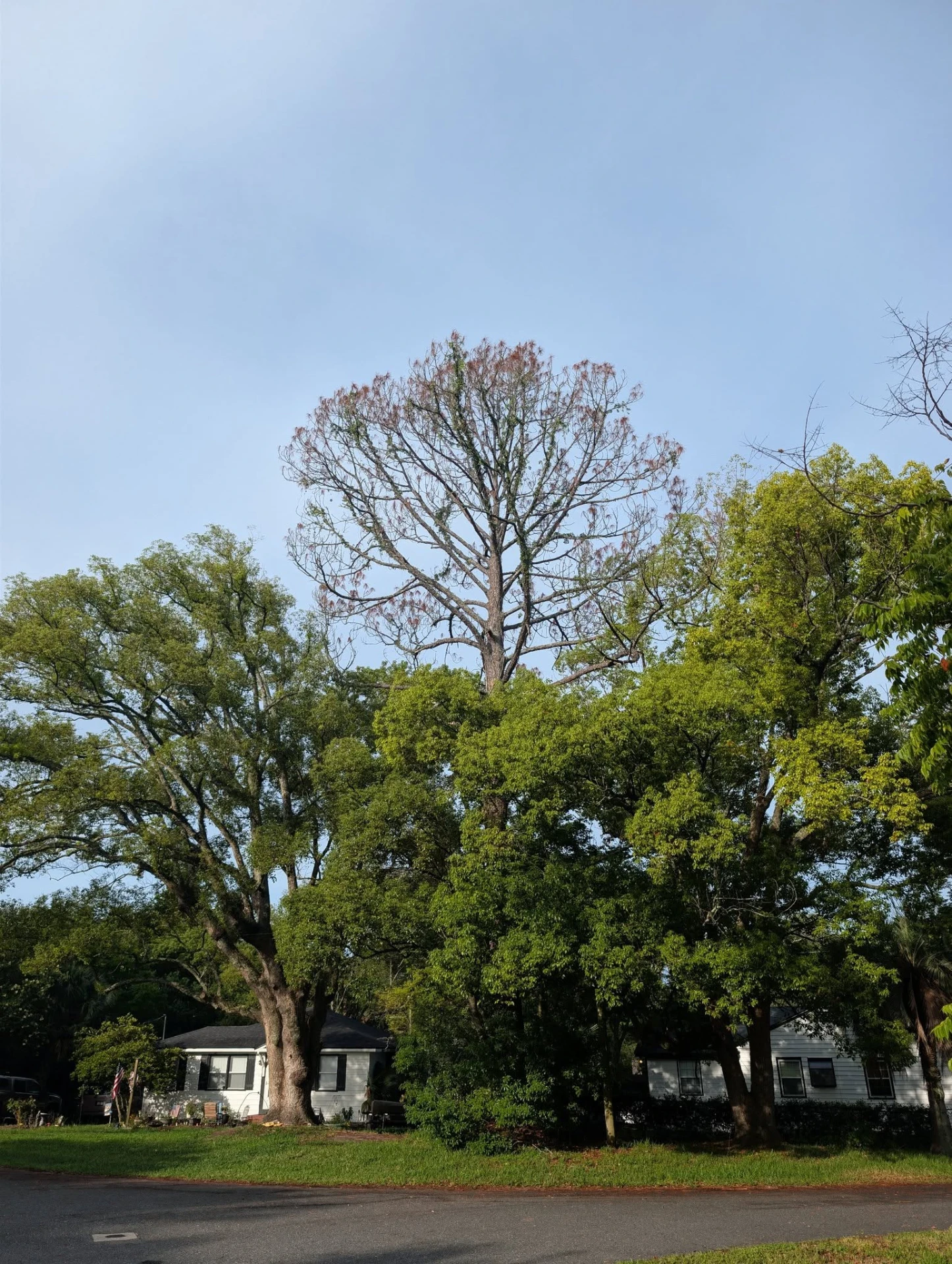 Dead hardwood with a bare rust-colored canopy standing over a neighborhood of healthy trees