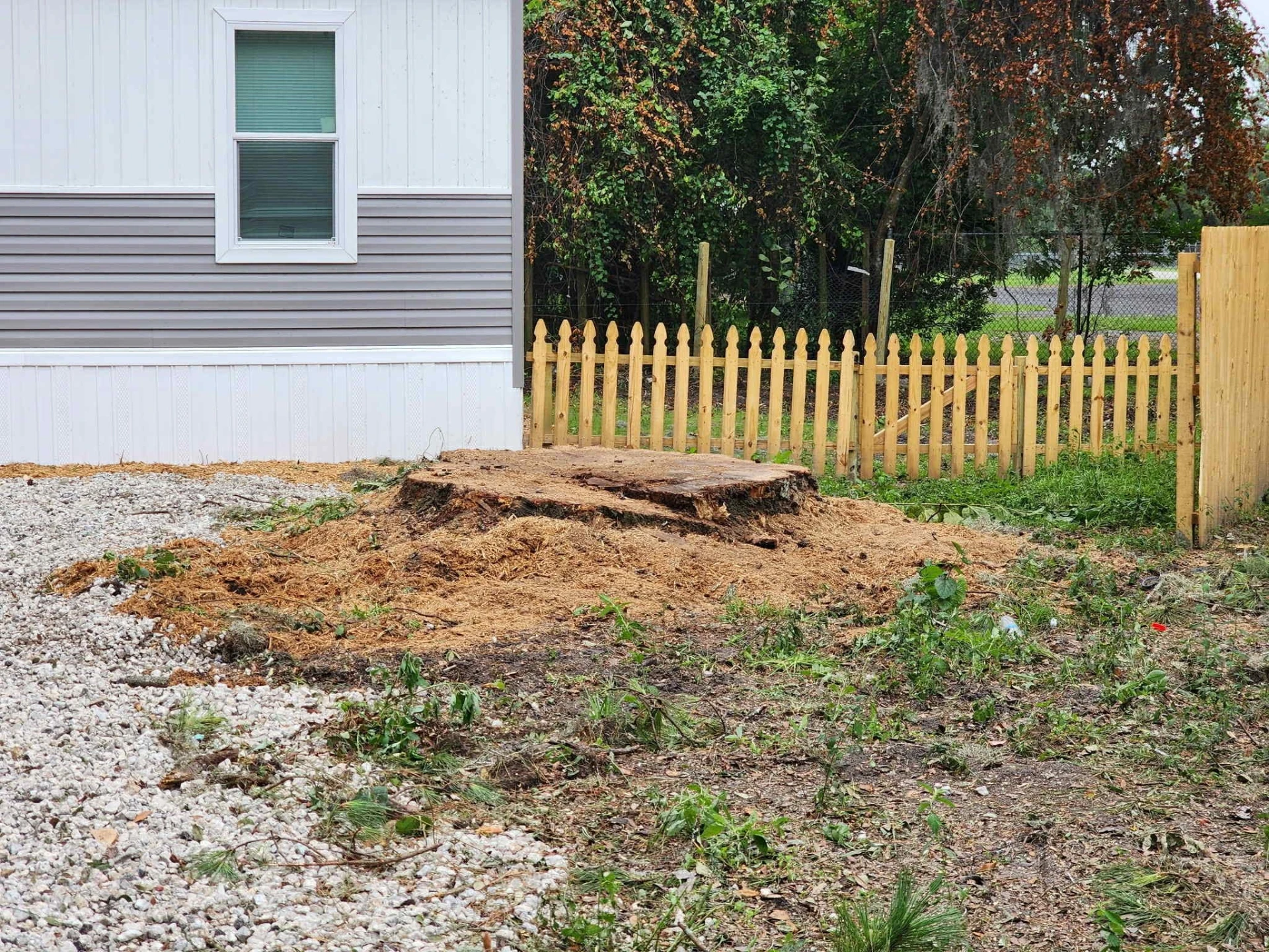 Large stump ground flush beside a mobile home, with mulch spread over the fresh cut