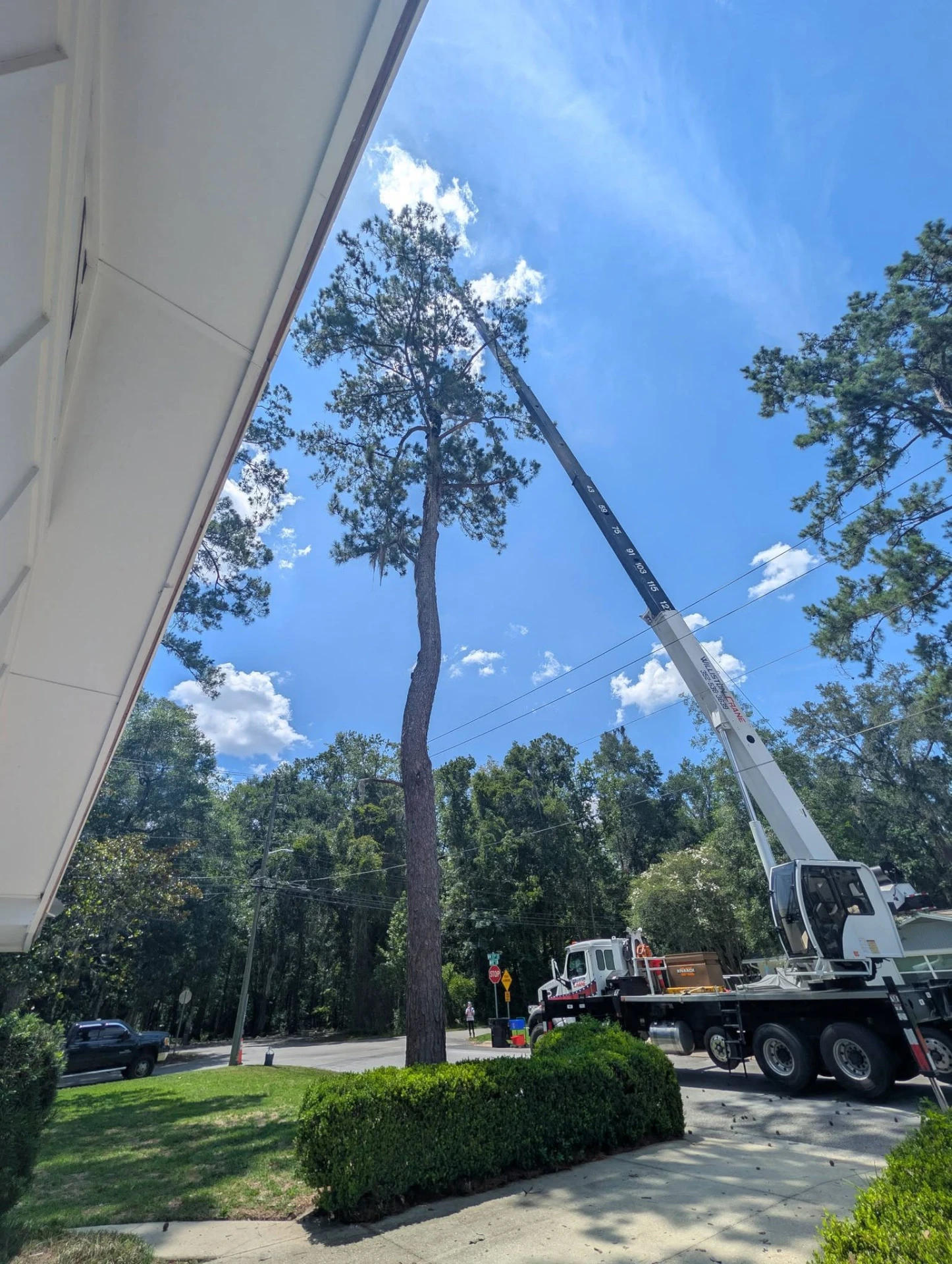 Crane boom positioned over a tall pine during a controlled removal