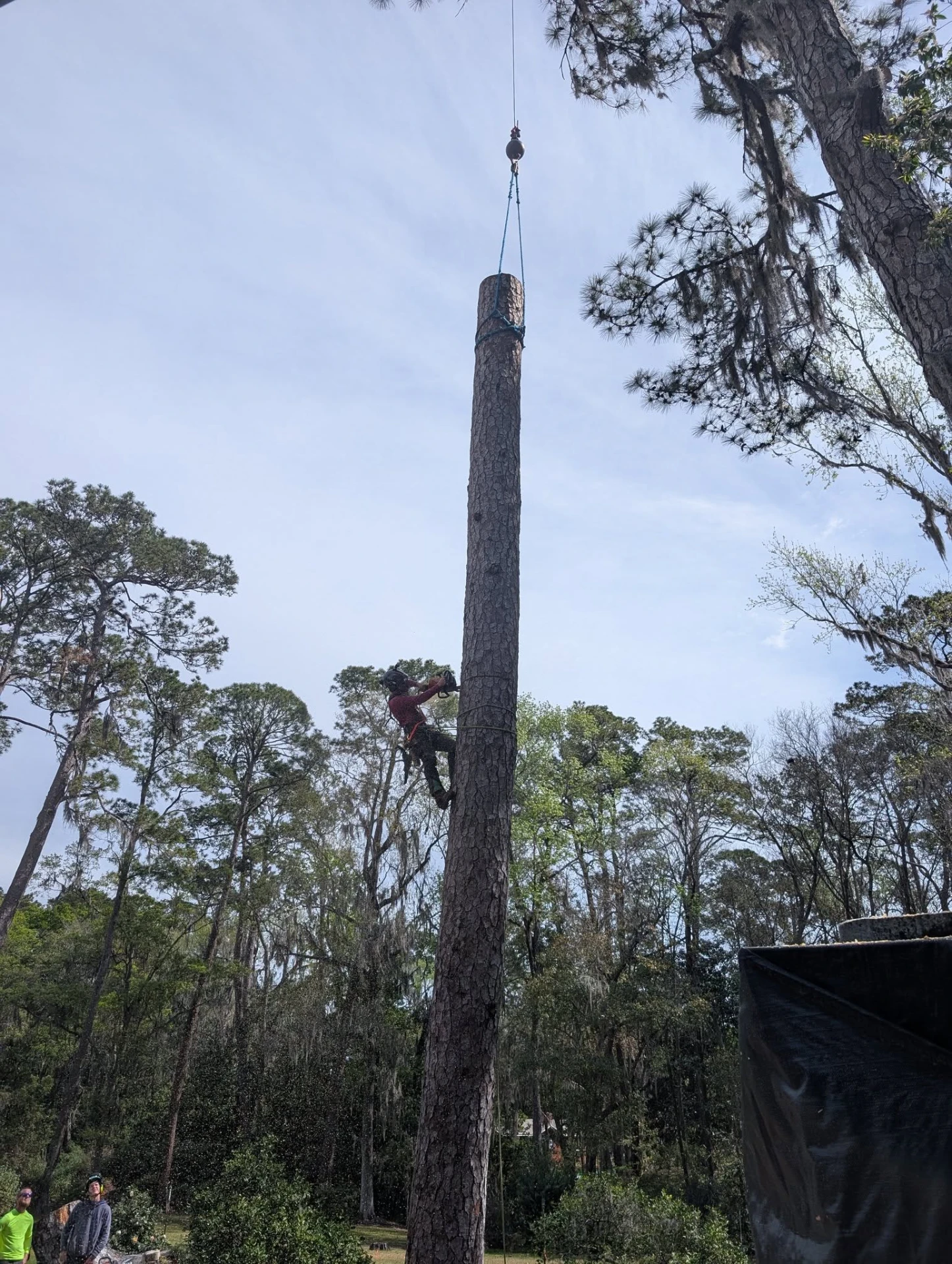 Climber on a pine spar during a crane-assisted removal