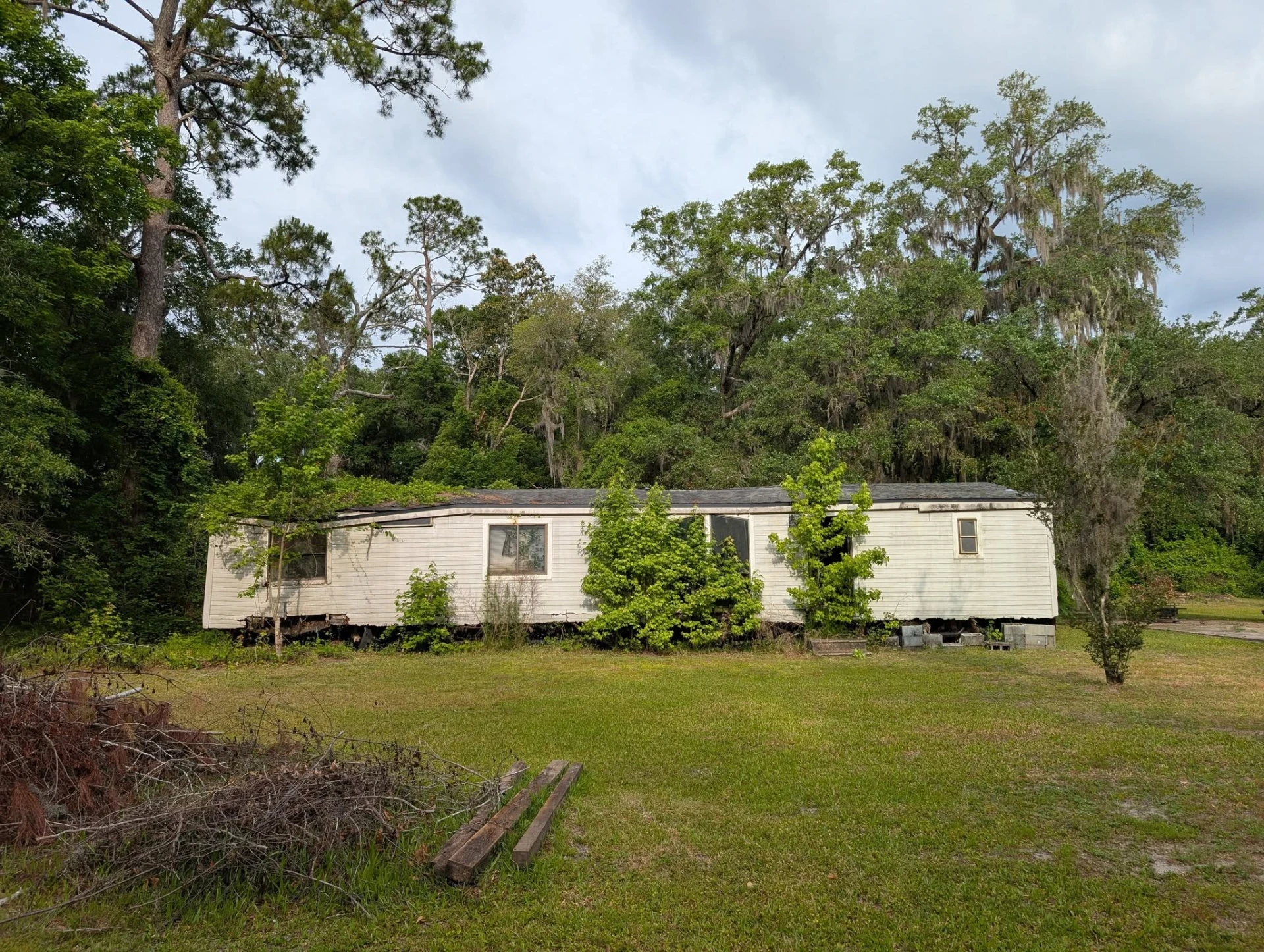 Abandoned white mobile home overgrown with saplings and brush against a wooded tree line