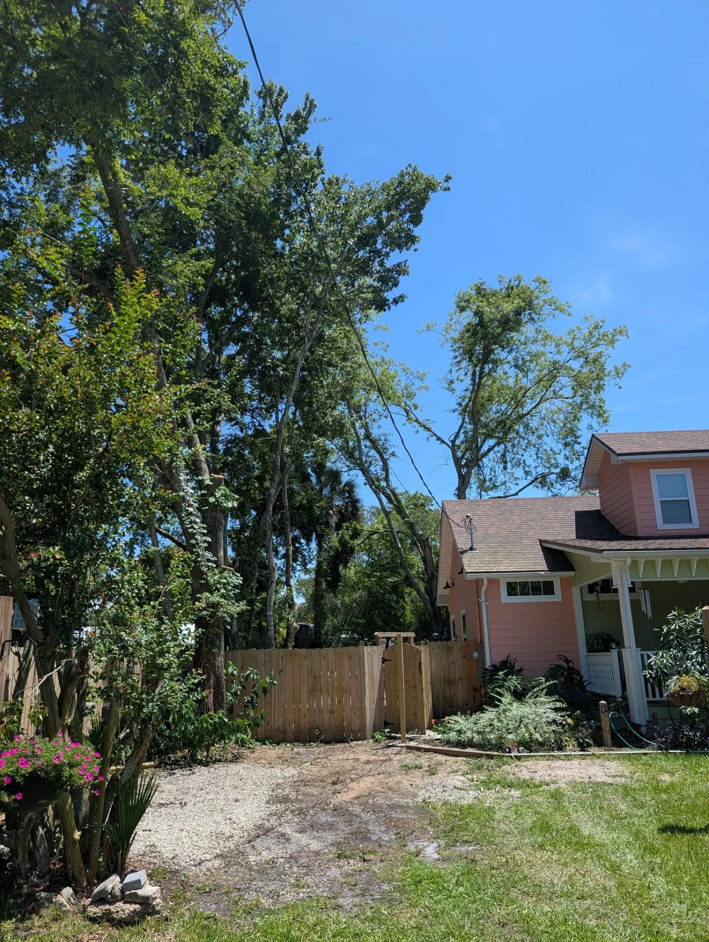 Overgrown hardwoods pressing into the service line along a backyard fence beside a pink cottage